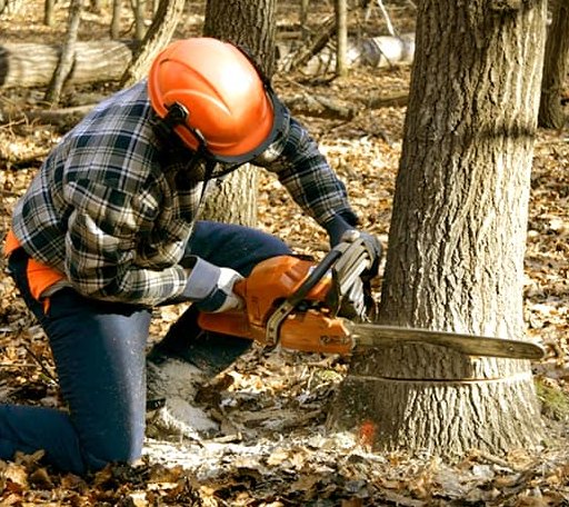 Tree Removal in Pleasant Hall, PA